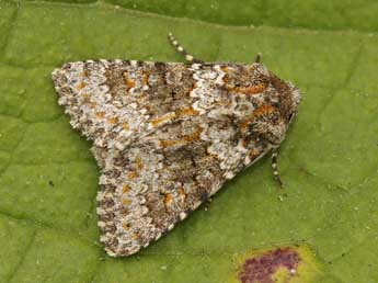 Hecatera dysodea D. & S. adulte - �Lionel Taurand