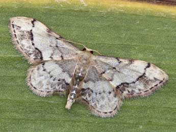 Idaea efflorata Z. adulte - �Lionel Taurand