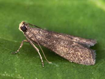 Eccopisa effractella Z. adulte - �Lionel Taurand