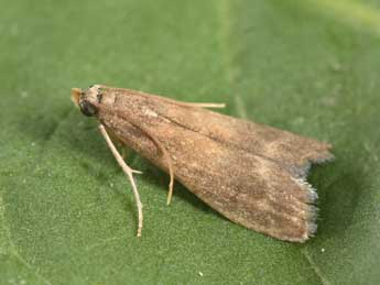 Eccopisa effractella Z. adulte - �Philippe Mothiron