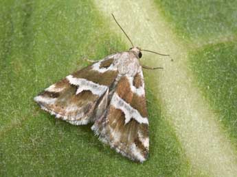 Eublemma elychrysi Rbr adulte - �Philippe Mothiron