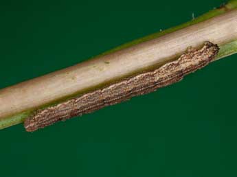  Chenille de Idaea emarginata L. - �Kimmo Silvonen