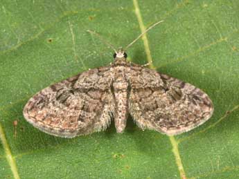 Eupithecia ericeata Rbr adulte - �Philippe Mothiron
