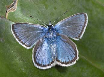 Polyommatus eros O. adulte - �Philippe Mothiron