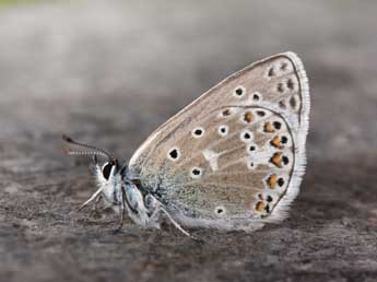Polyommatus eros O. adulte - �Philippe Mothiron
