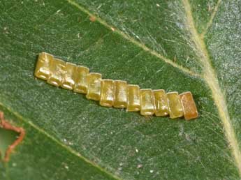  Oeuf de Ennomos erosaria D. & S. - �Philippe Mothiron