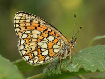 Boloria eunomia Esp. adulte - �Lionel Taurand