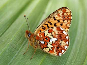 Boloria euphrosyne L. adulte - �Lionel Taurand