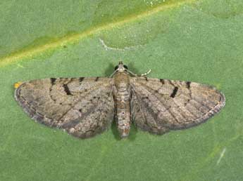 Eupithecia extraversaria H.-S. adulte - �Philippe Mothiron