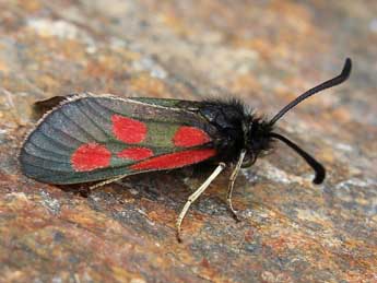 Zygaena exulans Hochenwart adulte - �Lionel Taurand
