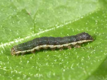  Chenille de Cerastis faceta Tr. - �Philippe Mothiron