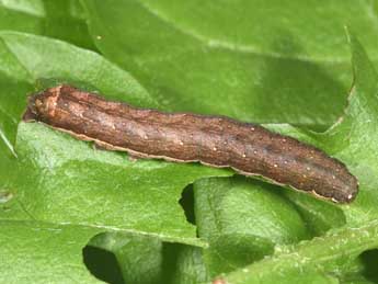  Chenille de Cerastis faceta Tr. - �Philippe Mothiron