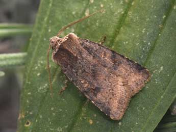 Cerastis faceta Tr. adulte - �Philippe Mothiron