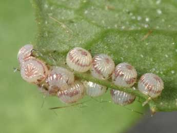  Oeuf de Cerastis faceta Tr. - �Philippe Mothiron