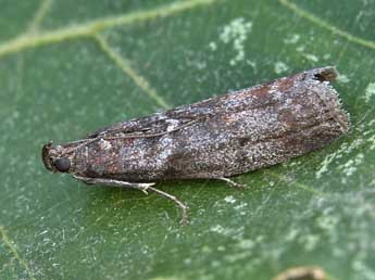 Laodamia faecella Z. adulte - �Lionel Taurand