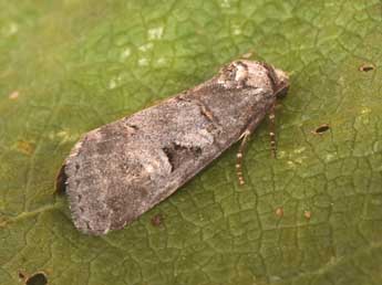 Stilbia faillae P�ng. adulte - �Philippe Mothiron