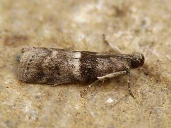 Elegia atrifasciella Rag. adulte - �Lionel Taurand