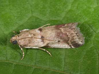 Acrobasis fallouella Rag. adulte - �Philippe Mothiron