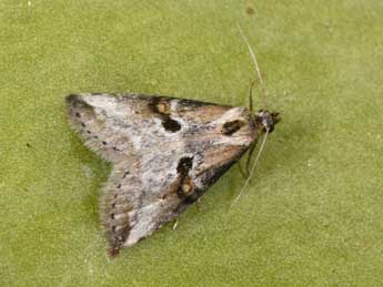 Zebeeba falsalis H.-S. adulte - �Philippe Mothiron