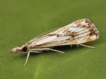 Catoptria falsella D. & S. adulte - �Lionel Taurand