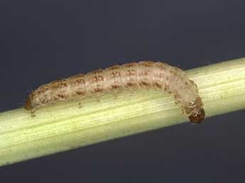  Chenille de Oligia fasciuncula Hw. - �Kimmo Silvonen