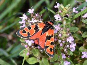 Zygaena fausta L. adulte - �Philippe Mothiron
