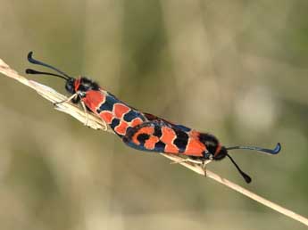 Zygaena fausta L. adulte - �Philippe Mothiron