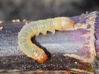  Chenille de Dasypolia ferdinandi R�hl - �St�phane Grenier