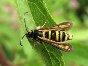 Bembecia fibigeri Last. adulte - �Ruben Meert