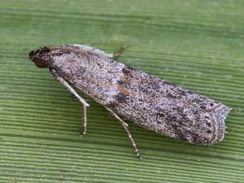 Cadra figulilella Gregs. adulte - �Lionel Taurand