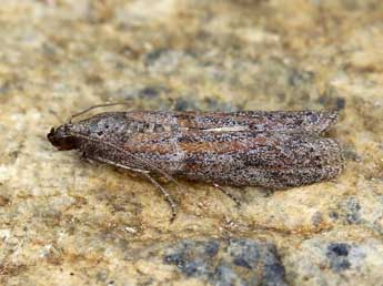 Cadra figulilella Gregs. adulte - �Lionel Taurand