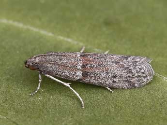 Cadra figulilella Gregs. adulte - �Lionel Taurand