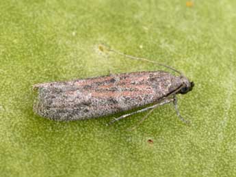 Cadra figulilella Gregs. adulte - �Philippe Mothiron