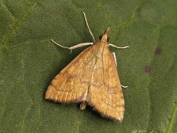 Udea fimbriatralis Dup. adulte - �Lionel Taurand