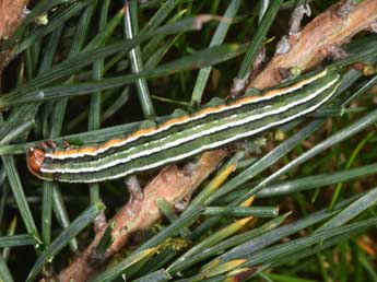  Chenille de Panolis flammea D. & S. - �Philippe Mothiron