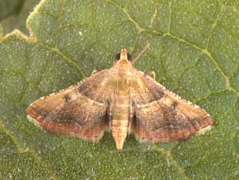 Endotricha flammealis D. & S. adulte - �Philippe Mothiron