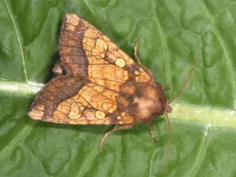 Gortyna flavago D. & S. adulte - �Philippe Mothiron