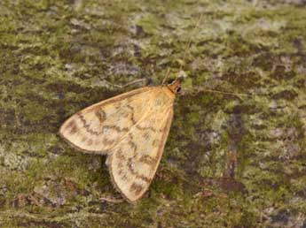 Mecyna flavalis D. & S. adulte - �Philippe Mothiron