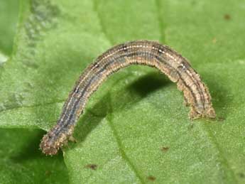  Chenille de Idaea flaveolaria Hb. - �Philippe Mothiron