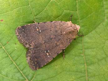 Caradrina flavirena Gn. adulte - �Philippe Mothiron