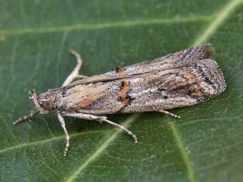 Asalebria florella Mann adulte - �Lionel Taurand