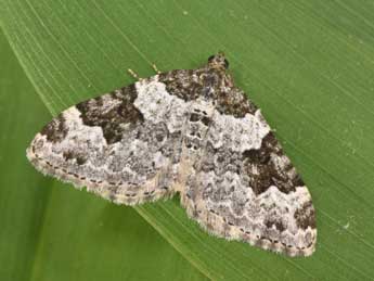 Xanthorhoe fluctuata L. adulte - �Philippe Mothiron