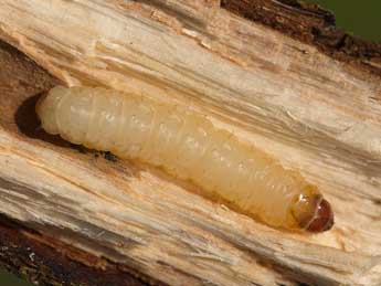  Chenille de Synanthedon formicaeformis Esp. - �Jeroen Voogd