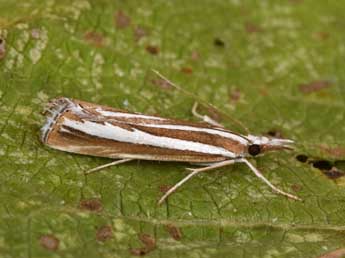 Catoptria fulgidella Hb. adulte - �Philippe Mothiron