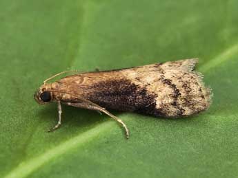 Euzophera fuliginosella Hein. adulte - �Lionel Taurand