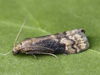 Euzophera fuliginosella Hein. adulte - �Lionel Taurand
