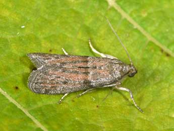 Cadra furcatella H.-S. adulte - �Philippe Mothiron