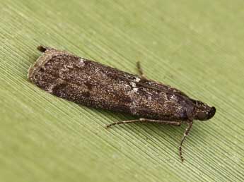 Pyla fusca Hw. adulte - �Lionel Taurand