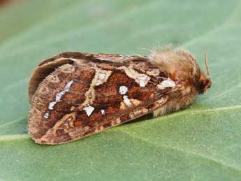 Korscheltellus fusconebulosus De Geer adulte - �Lionel Taurand