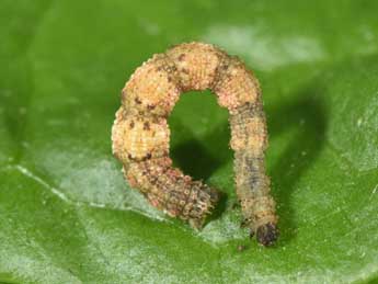  Chenille de Idaea fuscovenosa Gze - �Philippe Mothiron